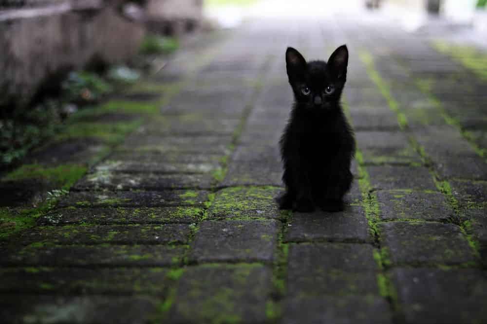 Pet Hair Removal image